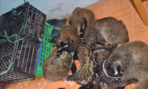 Kiểm soát chặt việc nuôi nhốt, buôn bán, tiêu thụ trái phép động vật hoang dã