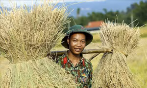 Bộ đội 'đội nắng' giúp dân thu hoạch lúa