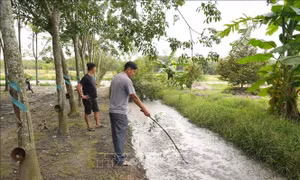 Tây Ninh: Cần xử lý dứt điểm cơ sở chăn nuôi lợn nhiều năm gây ô nhiễm