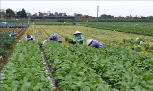 Hà Nội phát triển mạnh các mô hình sản xuất rau hữu cơ