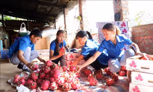 Doanh nghiệp nông sản tiếp cận Hiệp định EVFTA