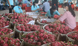 Thanh long tăng giá trở lại