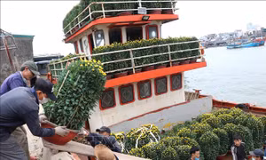 Chở hàng Tết ra đảo Lý Sơn