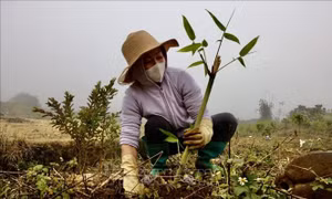 Bộ Nông nghiệp và Môi trường tiếp nhận công tác quản lý nhà nước về giảm nghèo  