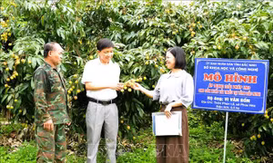 Kết nối 36 vườn vải đẹp ở Bắc Ninh phục vụ khách tham quan, trải nghiệm