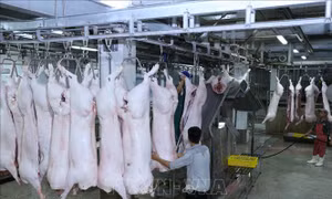 Tăng cường phòng, chống buôn lậu, kinh doanh thịt lợn không rõ nguồn gốc