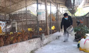 Các địa phương phòng, chống dịch cúm gia cầm A/H5N6