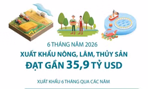 Sáu tháng năm 2026: Xuất khẩu nông, lâm, thủy sản đạt gần 35,9 tỷ USD 