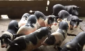 Bảo tồn giống lợn lang Đông Khê