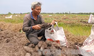 Tháo rửa chua phèn, lão nông cần mẫn làm giàu trên vùng Đồng Tháp Mười