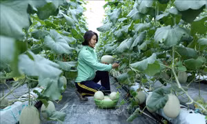 Bắc Giang phát triển nông nghiệp công nghệ cao