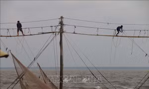 Nghề đóng đáy hàng khơi ở Mỹ Long, Trà Vinh - Bài 1: Vững bền theo năm tháng