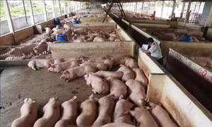 Chăn nuôi an toàn, xu hướng vàng cho trang trại