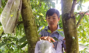 Trồng mãng cầu xiêm cho thu nhập cao trên đất trũng phèn