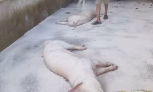 Ngăn chặn dịch tả lợn châu Phi tái phát