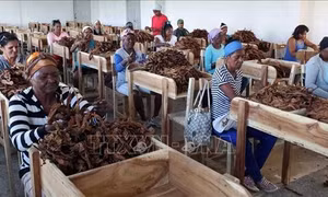 Cuba đẩy mạnh sử dụng năng lượng Mặt trời trong sản xuất xì gà