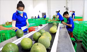 Bến Tre hình thành các chuỗi giá trị sản phẩm nông nghiệp chủ lực