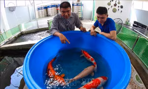 Khởi nghiệp thành công với mô hình nuôi cá Koi