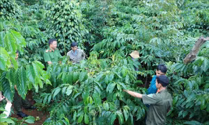 Cách làm hay để bảo vệ cà phê mùa thu hoạch 