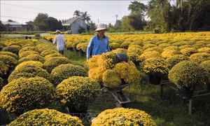 'Vương quốc hoa kiểng' nhộn nhịp ngày cận Tết