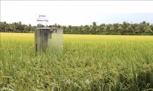 Nghị quyết 57-NQ/TW và nông nghiệp xanh - Bài cuối: Dịch chuyển rõ nét từ các trụ cột