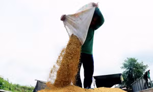 Bộ Công Thương xây dựng chiến lược dài hơi về xuất khẩu gạo và ổn định thị trường
