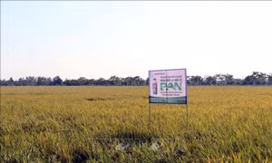Phân bón cho nông nghiệp xanh: Đâu là hướng đi đúng?