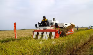 Canh tác lúa phát thải thấp gắn với tăng trưởng xanh tại đồng bằng sông Cửu Long