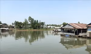 Cá nuôi lồng bè trên sông Cái Vừng chết hàng loạt