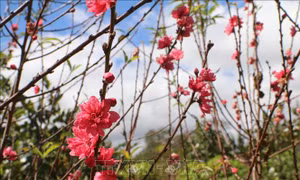 Ấm áp tình quê tại Hà Lan