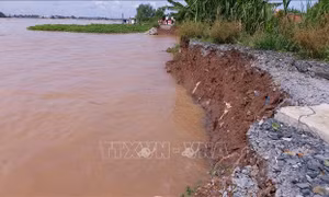 Bến Tre: Đầu tư hơn 325 tỷ đồng chống sạt lở đê bao cồn Tam Hiệp
