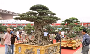 Triển lãm Sinh vật cảnh các tỉnh Đồng bằng sông Hồng 'Tinh hoa Cố đô'