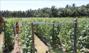 Chuyển đổi đất lúa kém hiệu quả, thu nhập gấp từ 5-10 lần 
