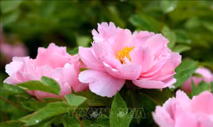 Ngọt ngào sắc hoa mẫu đơn đang nở rộ