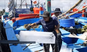 Ngư dân ra khơi chờ mong một vụ mùa bội thu