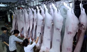 Thí điểm triển khai thanh tra chuyên ngành an toàn thực phẩm tại 9 địa phương