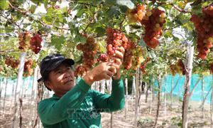 Nông dân Ninh Thuận chuẩn bị cho vụ nho Tết 