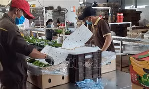 Thực thi Hiệp định EVFTA - Bài 4: Đưa nông sản Việt hướng đến trách nhiệm, minh bạch