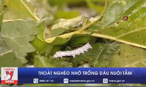 Thoát nghèo nhờ trồng dâu nuôi tằm