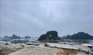 Lợi ích kép từ tái chế phao xốp sau chuyển đổi ở Quảng Ninh​