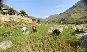 Đưa lúa hai vụ lên vùng biên giới Phong Thổ