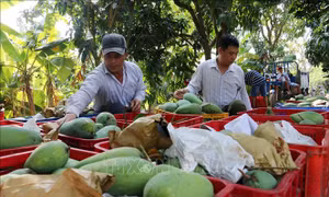 Cơ cấu lại nông nghiệp gắn với chuyển đổi mô hình tăng trưởng theo chiều sâu