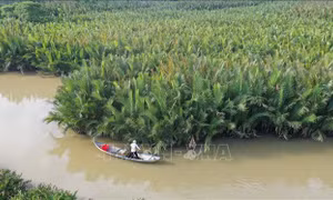 Quảng Ngãi bảo tồn, khai thác bền vững rừng dừa nước