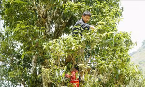 Rừng chè Shan tuyết cổ thụ vô giá ở Tủa Chùa
