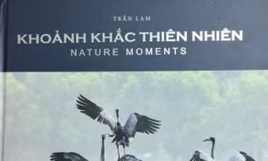 Nghệ sĩ nhiếp ảnh Trần Lam: Tình yêu theo những cánh chim