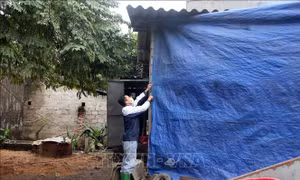 Đảm bảo đủ thức ăn và phòng chống rét cho đàn gia súc