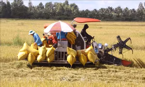 Nâng cao năng lực cho 1 triệu người tham gia Đề án 1 triệu ha lúa chất lượng cao
