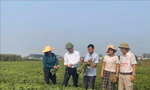 Giống lạc mới, công nghệ chế biến mở hướng xuất khẩu cho nông sản Nghệ An