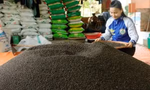 Giá tiêu xuống thấp nhất trong 10 năm trở lại đây 