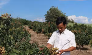 Nông nghiệp Tây Nguyên thích ứng với biến đổi khí hậu - Bài 3: Chuyển đổi cơ cấu cây trồng